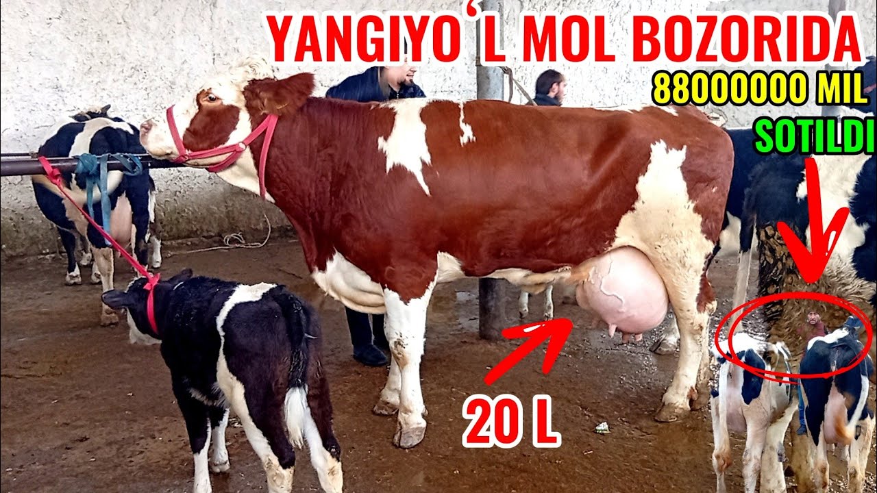 YANGIYOʻL MOL BOZORIDA ONA -BOLA SIGIRLAR NARXLARI BILAN TANISHAMIZ 🐄🐄