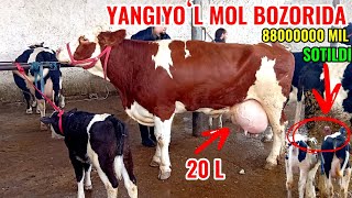 Download Lagu YANGIYOʻL MOL BOZORIDA ONA -BOLA SIGIRLAR NARXLARI BILAN TANISHAMIZ 🐄🐄 MP3