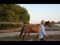 Конообучалка🏇🏼/Работа с лошадью на корде🐎/Как чистить лошадь🐴/Как седлать лошадь⁉️