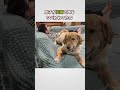 大型犬の尻尾でシバかれる息子（笑） #dog #ゴールデンレトリバー #大型犬のいる生活