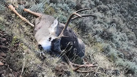 2017 muzzleloader mule deer hunt!