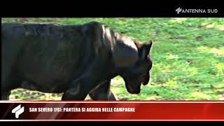 15 Gennaio 2020 - San Severo Pantera Si Aggira Nelle Campagne