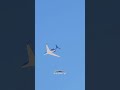 azerbaijan airline Gulfstream G650 business jet #gulfstreamg650 #azerbaijanairlines#shorts #trending