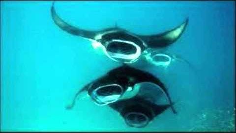 Mantawatch Internship Program 2014- NOPI PRIHATIN