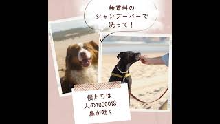 天然成分100%・弱酸性・無香料のペット用固形シャンプー【TANE for Pets】