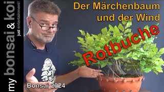 Bonsai 202413  Rotbuche  Fagus Sylvatica  der Märchenbaum und der Wind