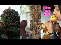 Tutorial Makan Buah KEPEL / BURAHOL