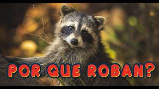 TOP 17 CURIOSIDADES SOBRE MAPACHES Y EL POR QUÉ ROBAN