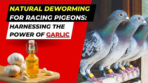 "Natural Deworming for Racing Pigeons: Harnessing the Power of Garlic" - DayDayNews