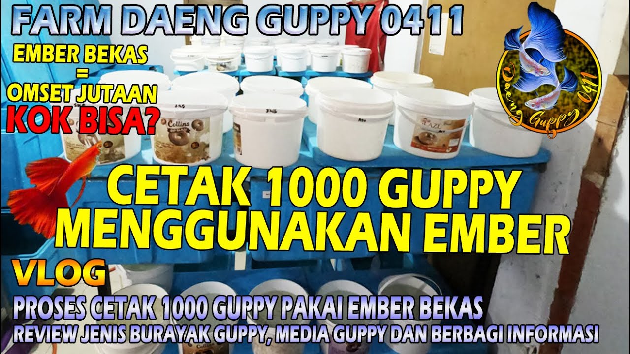 BETERNAK 1000 GUPPY PAKAI EMBER BEKAS | REVIEW PELIHARA GUPPY BURAYAK PAKAI EMBER BEKAS
