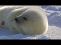 アザラシの赤ちゃん、今日ものんびり