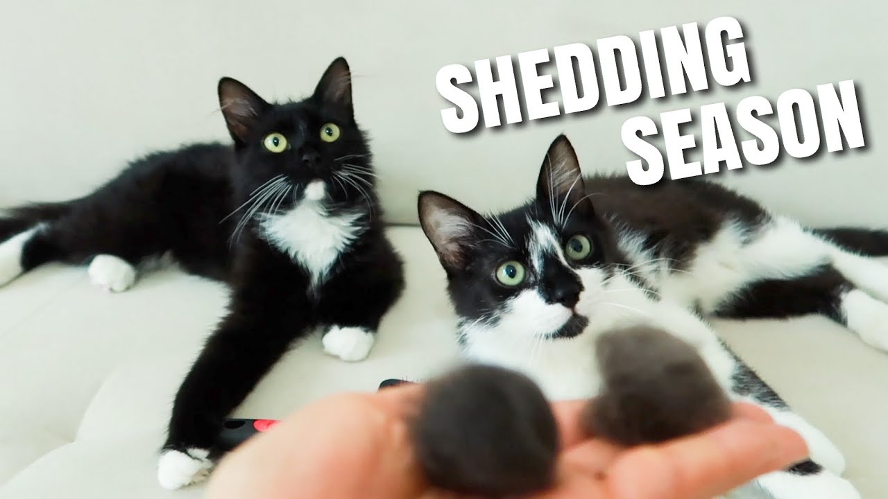 Cat Hair Shedding Season | Uni and Nami - YouTube