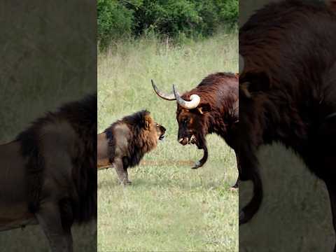 لقاء الأسد والثور العملاق في البرية