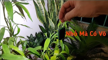 Video Thực Tế Móc Khóa Đèn LED