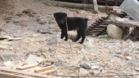 Chó bản Mông Hà Giang nguyên chất hoang dã: Cộc đực đen 50 ngày tuổi - Bảo hành mọi tật lỗi