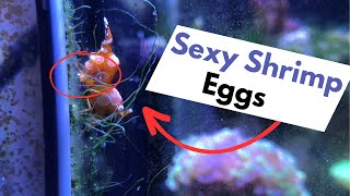 I Tried Raising Shrimp From Eggs And This Is What Happend
