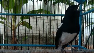 Download Lagu PANCINGAN TERAMPUH KACER LELET CEPAT NGOTOT BONGKAR ISIAN MP3