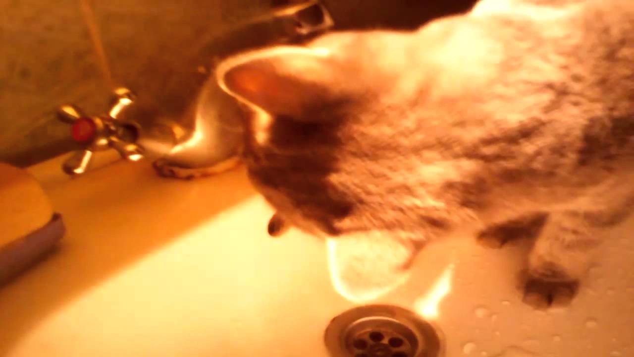 Кот открыл кран. Кот открывает кран. Кот пьет из под крана. Кот пьет воду из кулера видео.