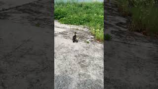 Adorable Ducklings Following Their Mother as She Calls