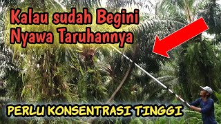 HARVEST PALM OIL IN EAST KALIMANTAN - Berau part.1