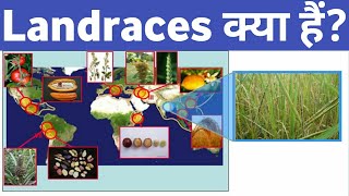 Landraces क्या हैं ? | Opposition to Hybrid Crop | Simple CSE ✍️🌎🇮🇳 for upsc Prelims and mains 🙏