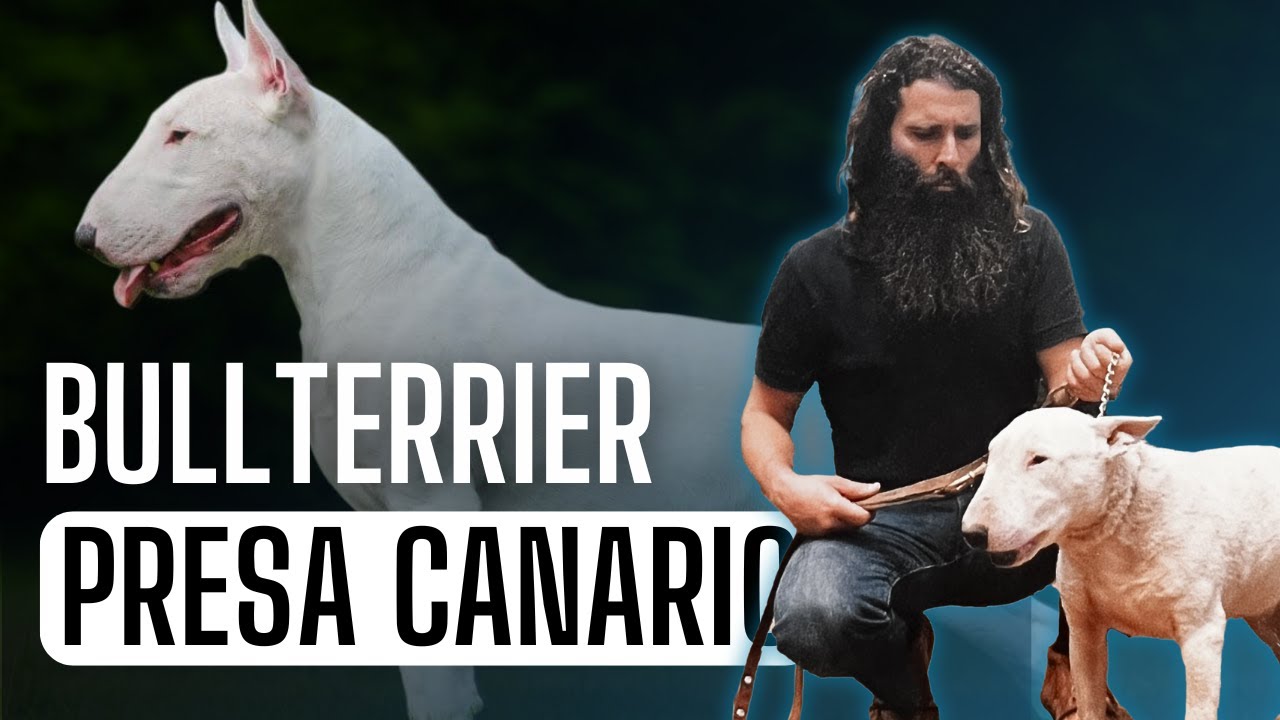 ¿Bulterrier en el Presa Canario?
