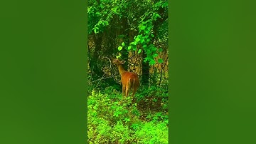 Discover the Wonders of Living in Harmony with Nature! #obregonwoods