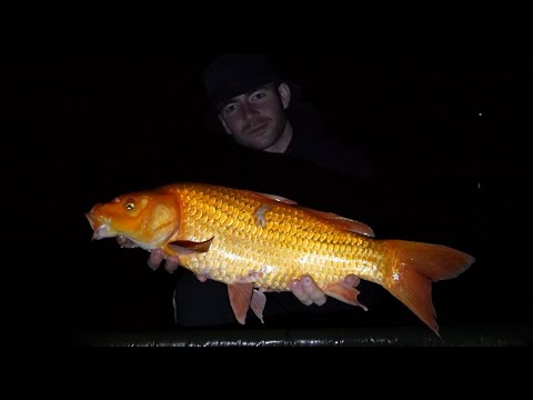 PIĘKNE KARPIE KOI