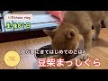 【豆柴】我が家での初ごはん　まっしぐらな柴犬が可愛い❤️