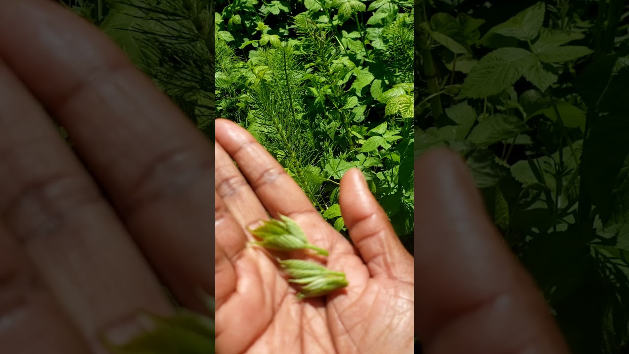 Foraging Wild edible: Stinging nettle, horsetail, plantains,