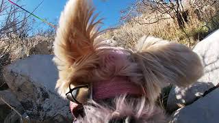 GoPro Yorkie Hiking by Kururu93 128 views 4 years ago 2 minutes, 25 seconds