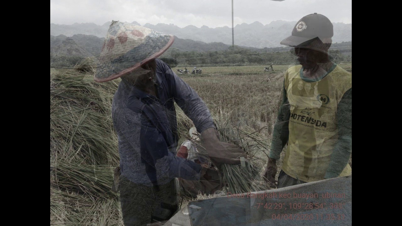 Panen Padi Sawah SL PTT IPDMIP Desa Rangkah Kec. Buayan Kab. Kebumen