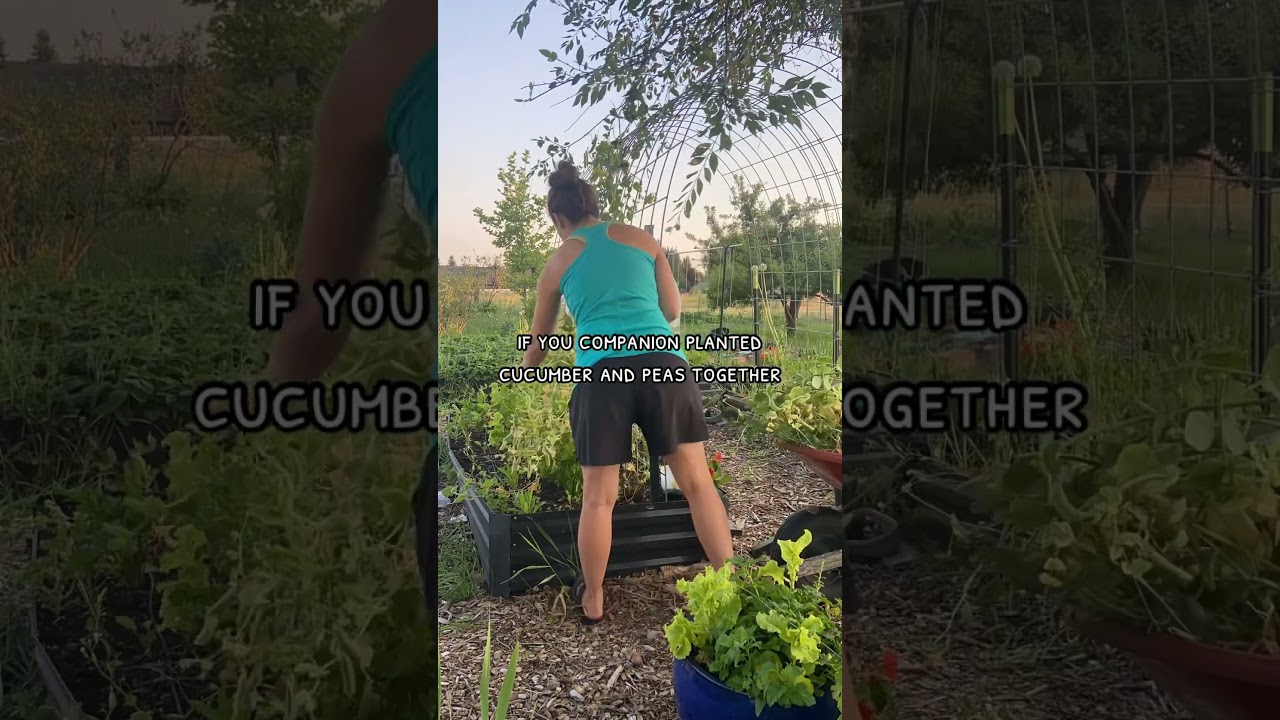 When to pull down peas and replace them with beans.