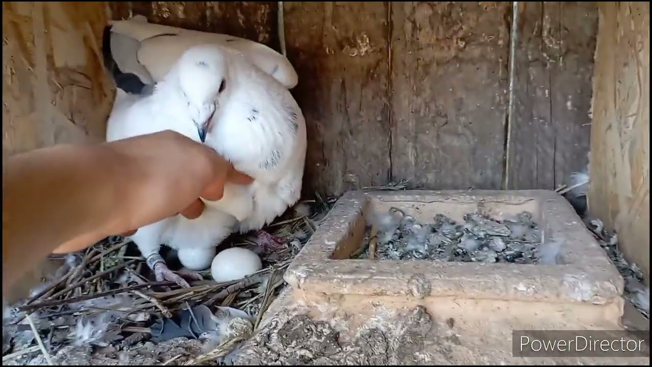 Clip cu porumbeii Ep 119