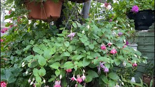 ФУКСИИ огромные Кусты! ПЕЛАРГОНИИ! В моем саду в Лондоне! Fuchsia , Pelargonium