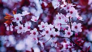 Control (String Version) Zoe Wees / 2WEI / ABBOTT.