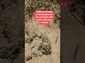 KAMA UTA SUBSCRIBRS NJOO BOX AU NIPIGIE NIKUPE DAWA UNAYO ITAJI BULE KAMA UTA SUBSCRIBRS NJOO BOX AU NIPIGIE NIKUPE DAWA UNAYO ITAJI BULE