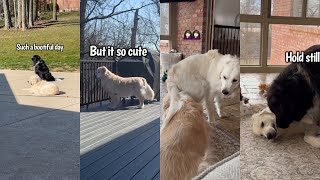 Newfoundland & Golden Retriever Shenanigans