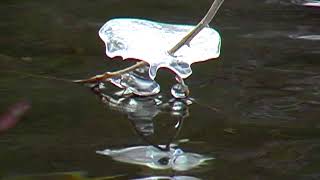 Grassi Lakes Ice Flowers
