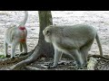 Oh, super strong king monkey Skippy mating & breeding with queen monkey Maria & DD 3 times in 5mn.