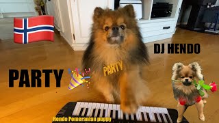 Cute dog playing on keyboard and sing #shorts #cute #hendopomeranianpuppy