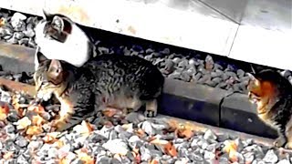 Feral Cats in Cold Winter by GOOD ALEX 314 views 3 years ago 57 seconds