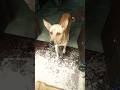 #dog kute ki power 🦮🦮 #shortvideos  #bageshwardhamsarkar #viral #video #trending