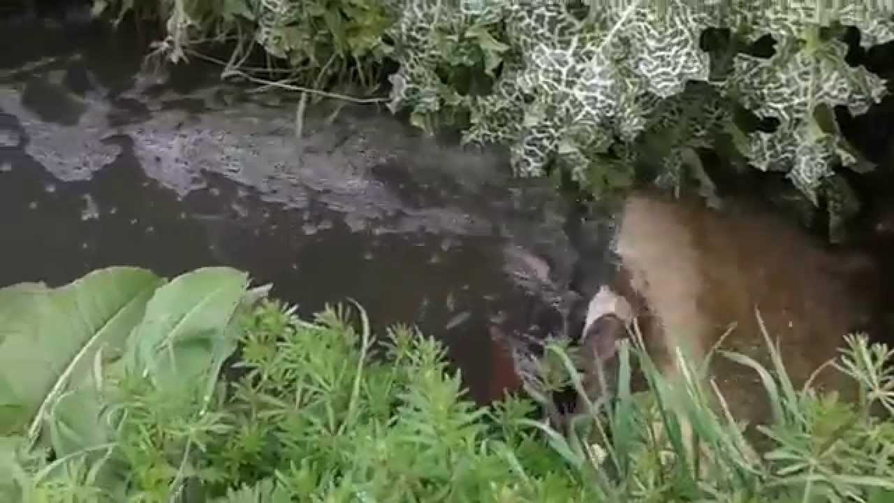 Vertidos contaminantes en el río Tirteafuera