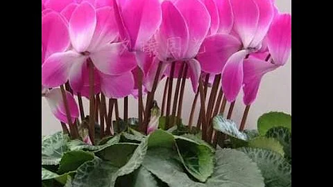 ЦИКЛАМЕН ( CYCLAMEN) УХОД ЗА ЦИКЛАМЕНОМ