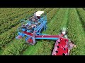 Red & Black Currant Harvest - MaVeBo Lewedorp | SFM Technology Harvester