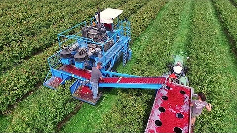 Red & Black Currant Harvest - MaVeBo Lewedorp | SFM Technology Harvester