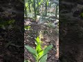 clearing wild grass around the plant in cornfield using unique loop shape hoe tool under bright day