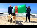 собаки Саята Лебап Туркменский Алабай Волкодав Turkmen Alabay Shepherd Dog