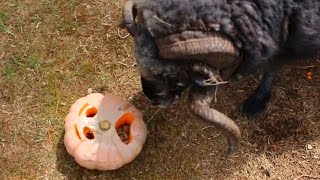 Angry Ram gets a Halloween treat...